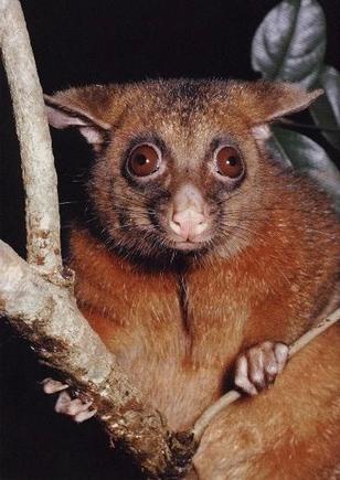 Brushtail.jpg