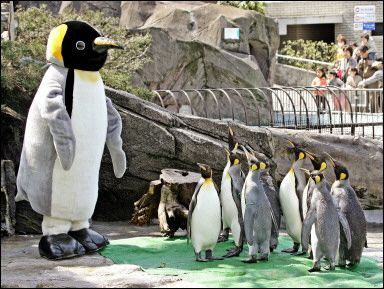 penguin