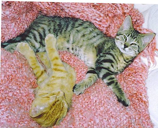 kitties.jpg
