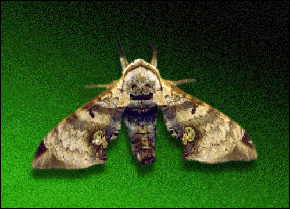 hmoth1.gif