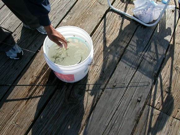 fishes.JPG