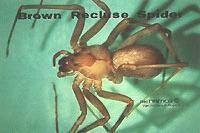 Brown Recluse2.jpg