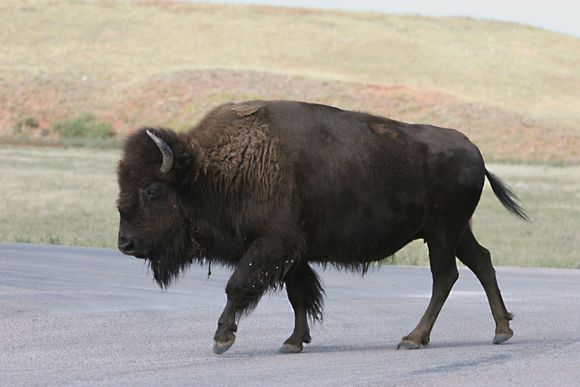 buffalo