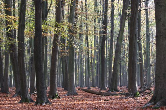 Ashridge 006.jpg
