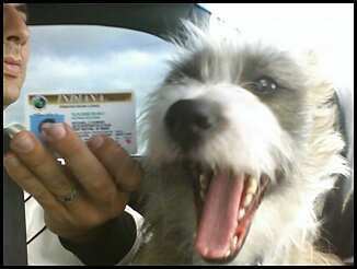 got my license mom.jpg