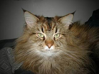 lynx2.jpg