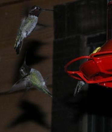 060413 back flipper hummer 5733.JPG