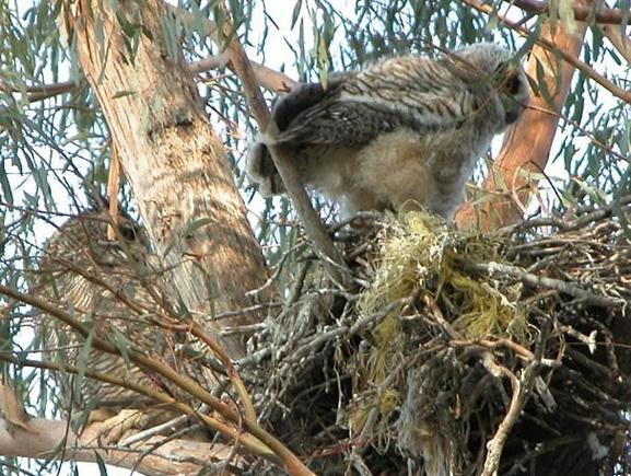 060428 other one in nest 5999.JPG