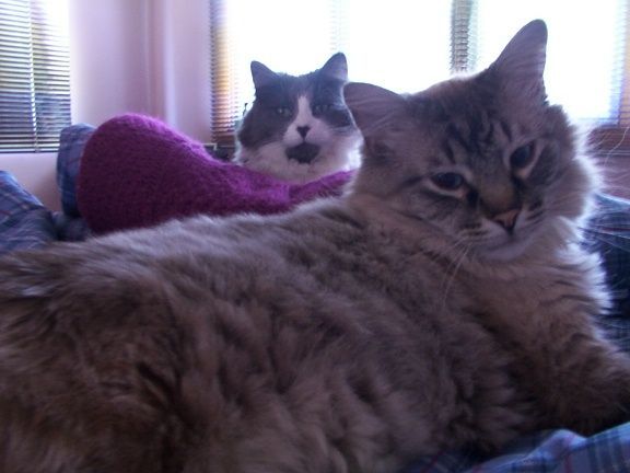 cats in bed.JPG