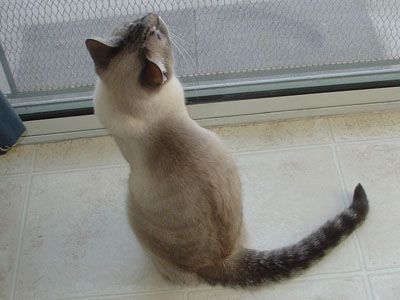chocopaws2.jpg