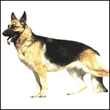 german-sheperd.gif