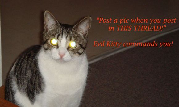 evil kitty.jpg