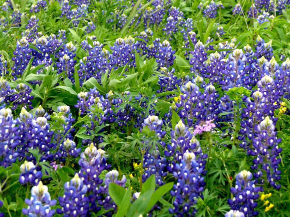 Bluebonnets 2007-1