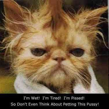 angrycat.jpg