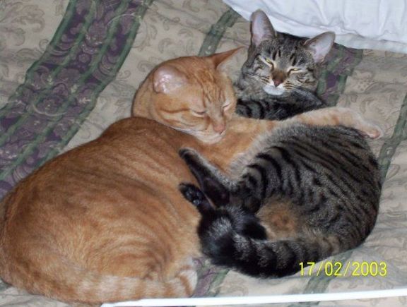 cats.JPG