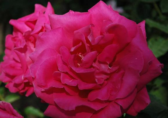 DSC_3450 070513 All American Beauty.JPG