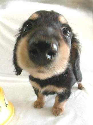 the_dog07_2.jpeg