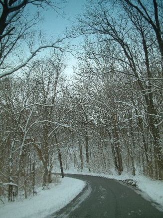 Snowy Trees.jpg