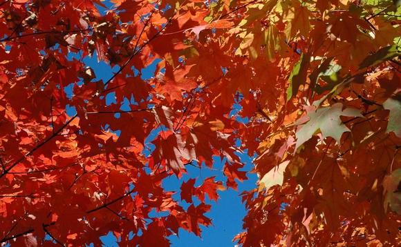 DSC_6072 071021 Leaves cropped.JPG