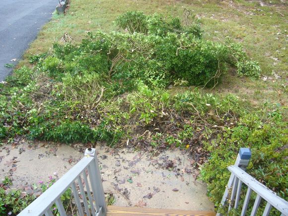 Bush removal Oct 2007 001.jpg