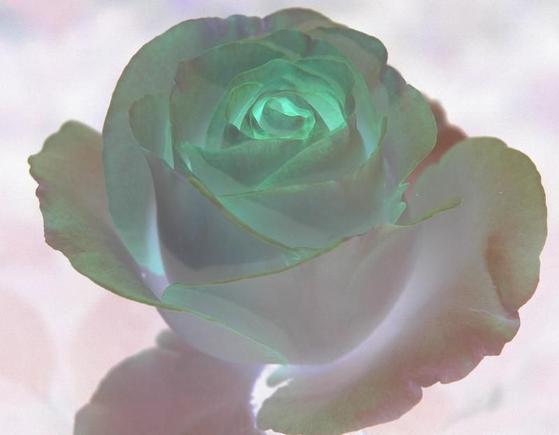 DSC_6340 071115 Moonstone Rose inverted.JPG