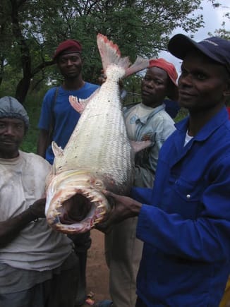 Congo Tiger fish.jpg