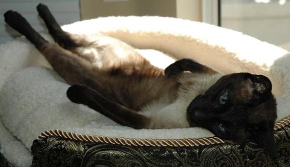 DSC_8591 080416 Zoro kickin it.JPG