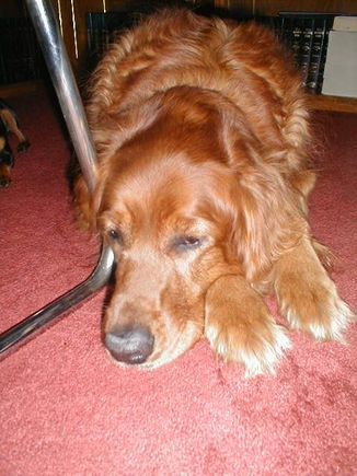 Dogs3-200008.JPG