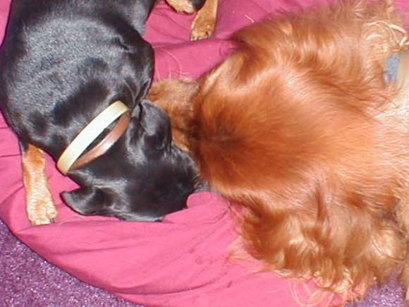 Dogs 8-0022.JPG
