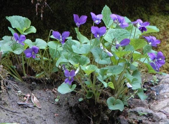 DSC_8797 080502 Fw violets.JPG
