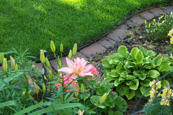 Yard Pond 2008 013.jpg