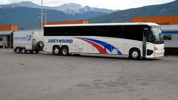 Greyhound.jpg