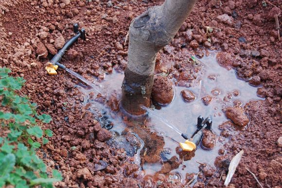 Individual drip lines to each orchard tree...