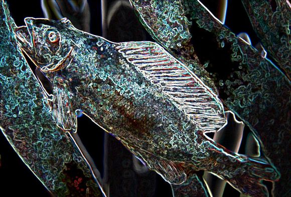 Proj 7 IMG_2768 Fish.jpg