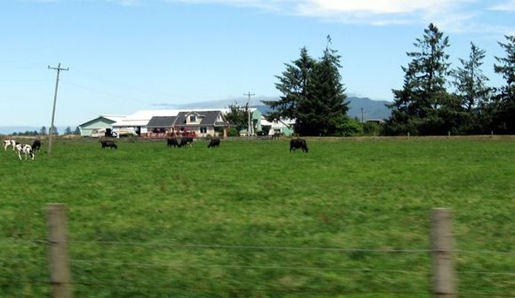 03 cows.jpg