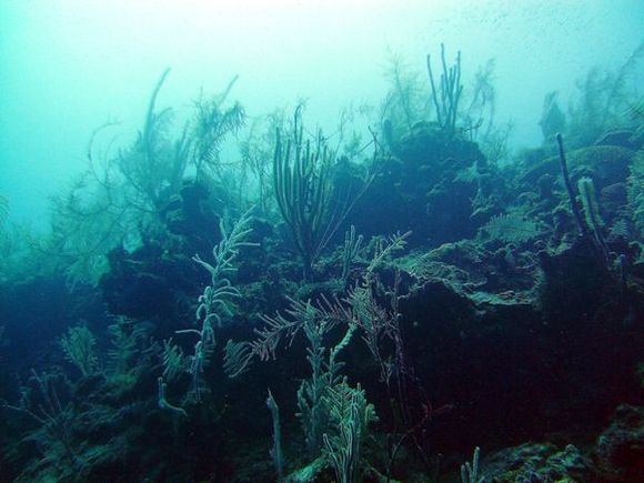 scuba-001.jpg