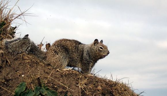 37 squirrel.jpg