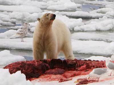 polarbear-eating-meat.jpg