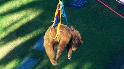 Bear53609409.jpg