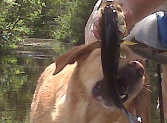 tuck fish2.jpg