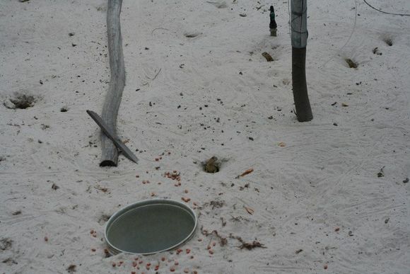 lizard 5.jpg