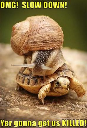 turtlesnail.jpg
