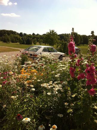 In The flowers