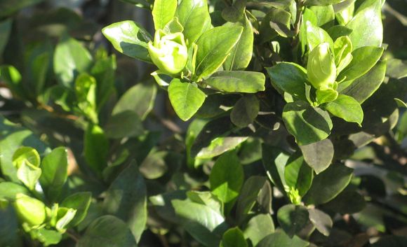 gardenia2