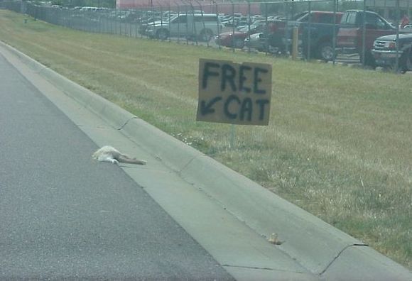 freecat1.jpg