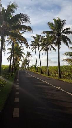 best Pic palm trees road