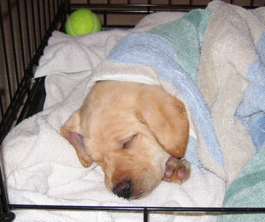 sleepingmaggie.jpg