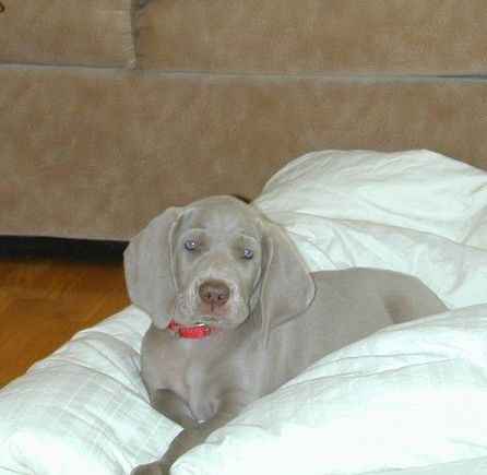 Nimbus -- Puppy.jpg