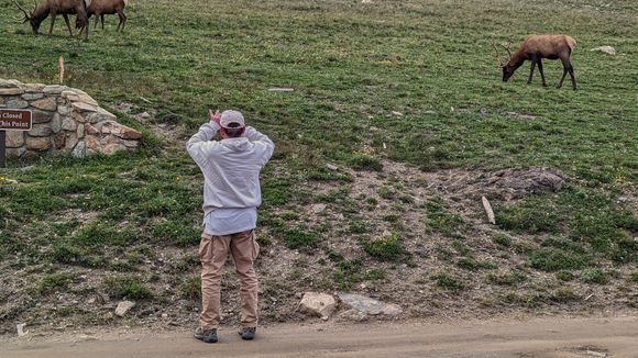 ^8-8-2023.  Elk were hanging out at the end of the Old Fall River Road, just at the Alpine Visitor Center.


