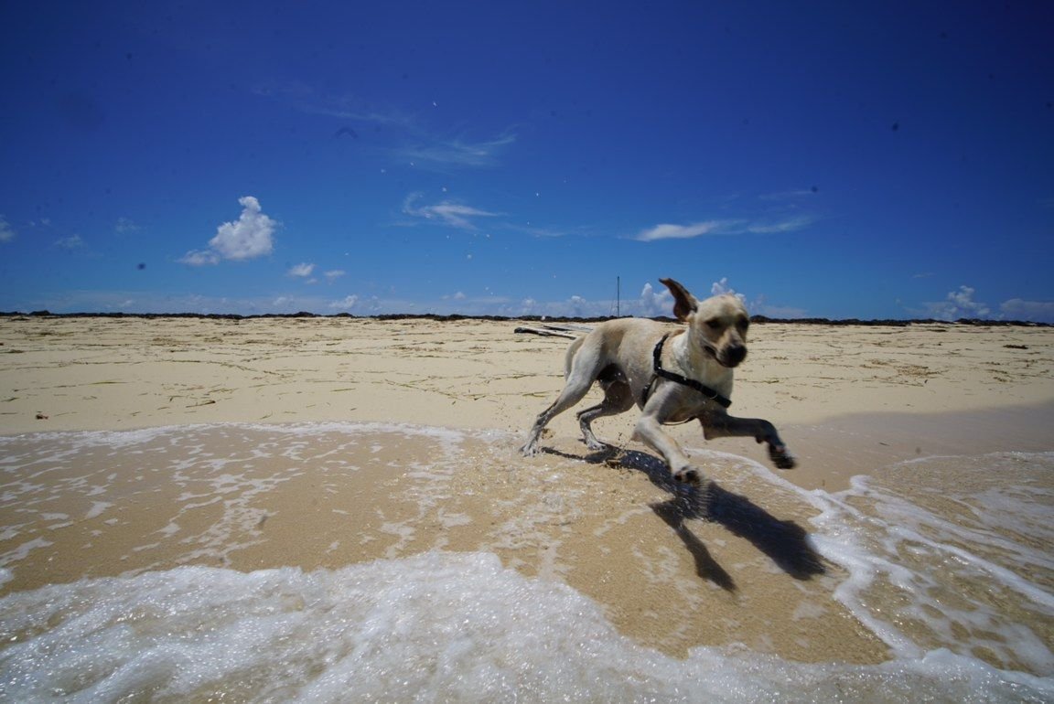 Taking a dog to the Bahamas The Hull Truth Boating and Fishing Forum